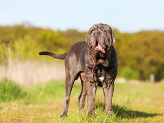 What Were Mastiffs Bred For? History of the Breed