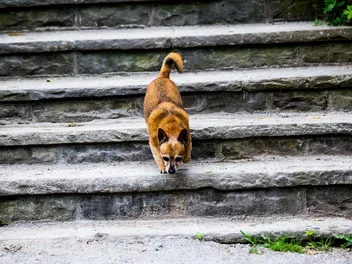 How to Train a Dog to Go Down Stairs: 5 Vet Approved Tips & Tricks