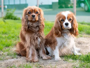 Can Two Male Dogs Get Along? 5 Vet-Verified Tips For Living With Them Both