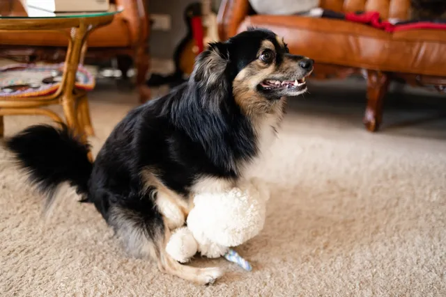 My Dog Is Humping Their Toy, How Do I Stop Them? 7 Vet-Approved Options