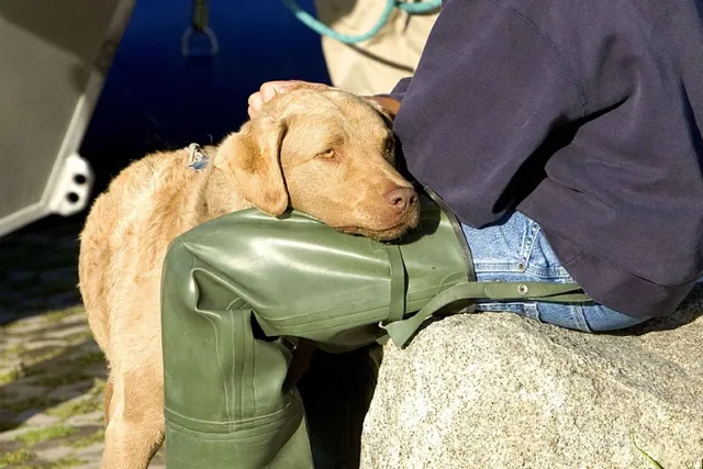 Why Do Dogs Like to Sniff Crotches? 4 Common Reasons