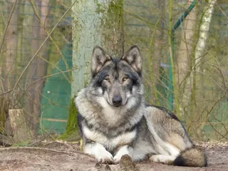 Native American Indian Dog: Info, Pictures, Care, Traits & More