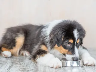 8 Best Dog Foods for Mini Aussies in 2026 – Reviews & Top Picks
