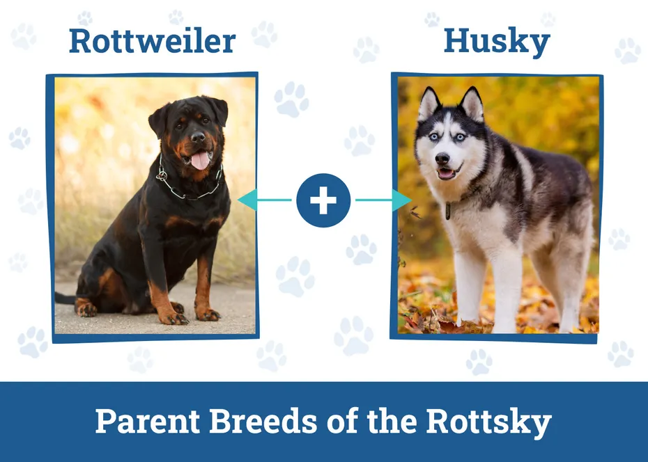 Parent Breeds of the Rottsky