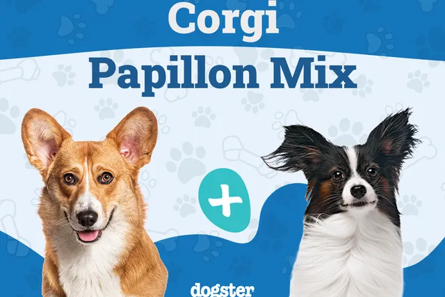 Corillon (Corgi Papillon Mix): Info, Pictures, Care & More