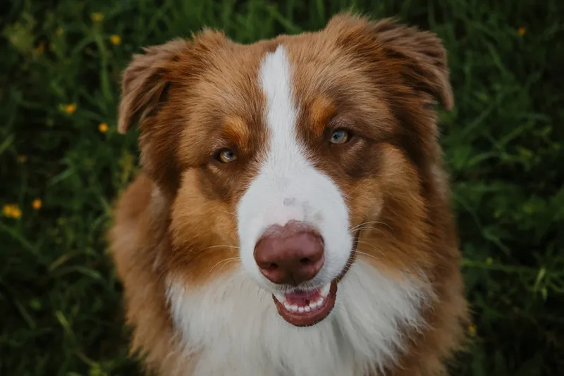 red-tricolor-australian-shepherd