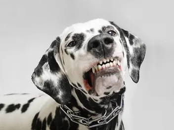 Why Do Dogs Growl? 6 Vet-Reviewed Reasons and What to Do About It