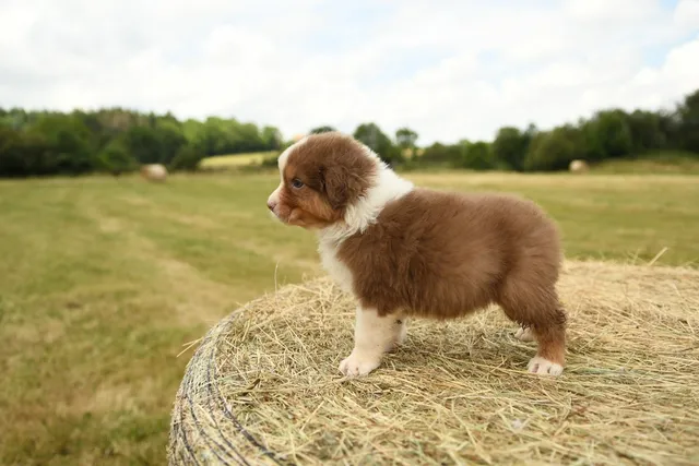 Are Puppies Born With Worms? Vet-Verified Signs, Treatment & Prevention