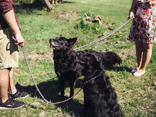 Dog Stud Fees When Breeding Dogs (2026 Update)