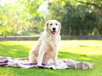 19 Dog Breeds Similar to Labradors (With Info & Pictures)