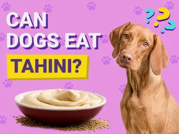 Can Dogs Eat Tahini? Vet-Verified Facts & FAQ