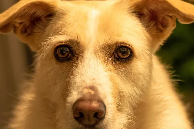 Dilated Pupils in Dogs: 7 Vet-Reviewed Reasons & Prevention Tips