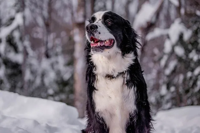 Berniefie (Bernese Mountain Dog Newfoundland Mix): Info, Pictures & More