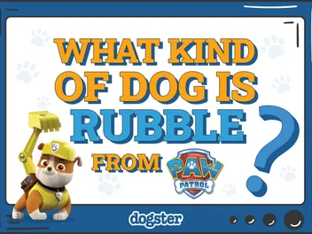 What Kind of Dog Is Rubble on Paw Patrol? Cartoon Dogs Presented