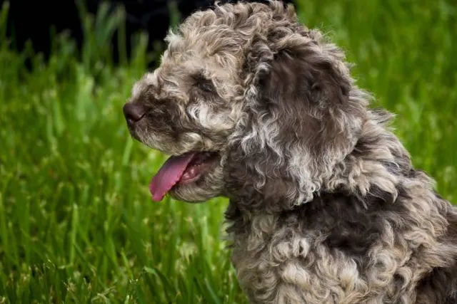 Merle Labradoodle: Info, Pictures, Origin & History