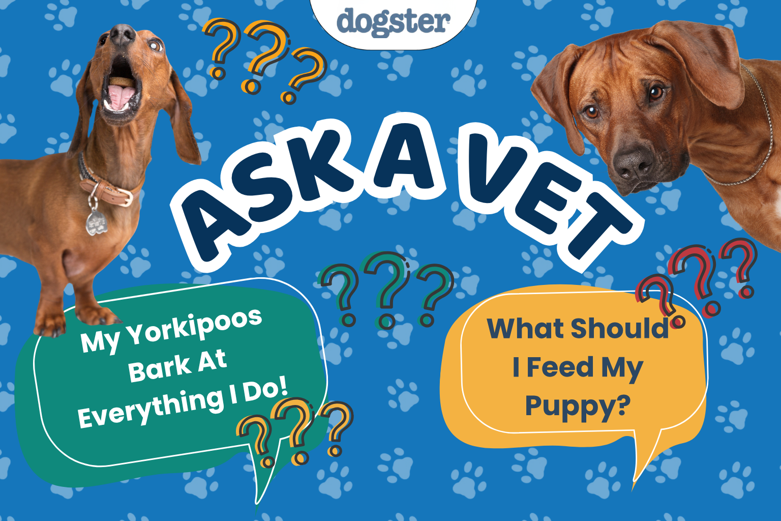 Dogster Ask a Vet graphic with two dogs and question bubbles