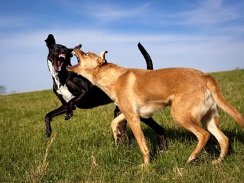 How to Break up a Dogfight Without Getting Hurt (3 Tips)