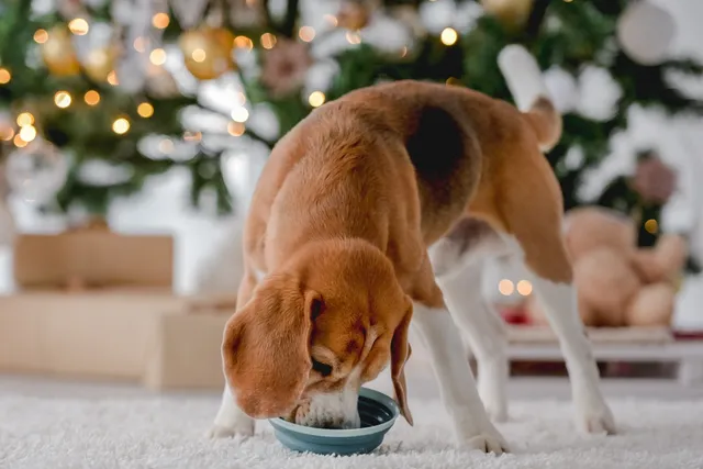 21 Christmas Gifts for Dog Moms (2026 Guide)