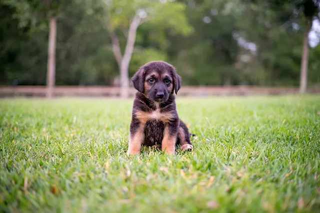 15 Most Popular Dog Breeds in Nigeria (With Info & Pictures)