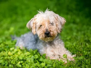 17 Yorkshire Terrier Mixes (With Pictures)