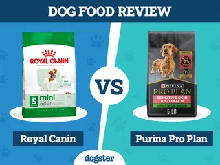 Royal Canin vs. Purina Pro Plan Dog Food: 2026 Comparison, Pros & Cons