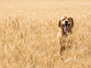 Are Ancient Grains Good for Dogs? Vet-Approved Health & Nutrition Advice