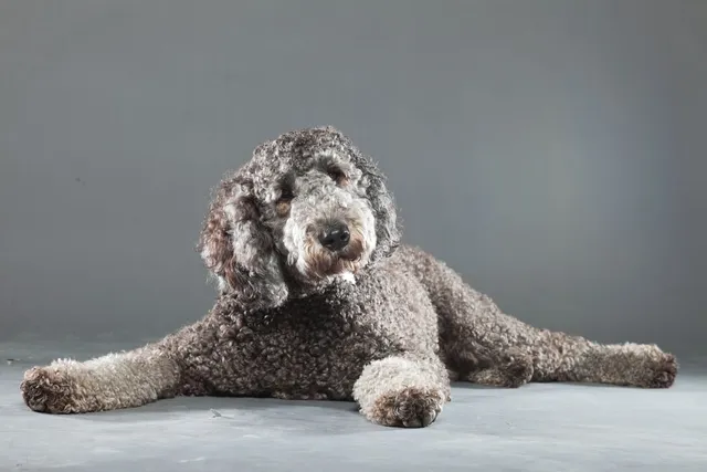 Silver Labradoodle: Info, Pictures, Origin & History