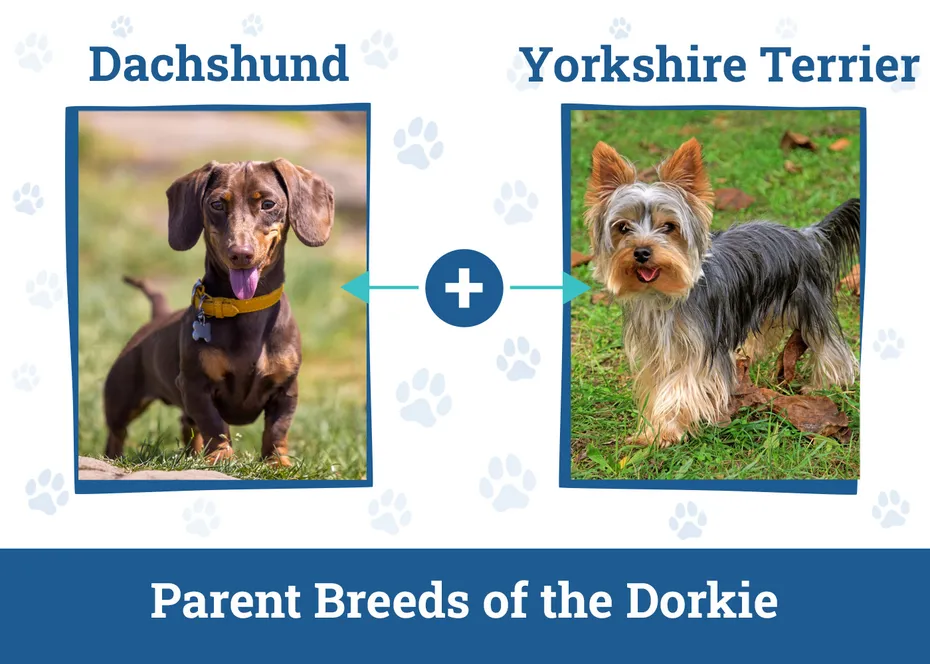 Parent Breeds of the Dorkie