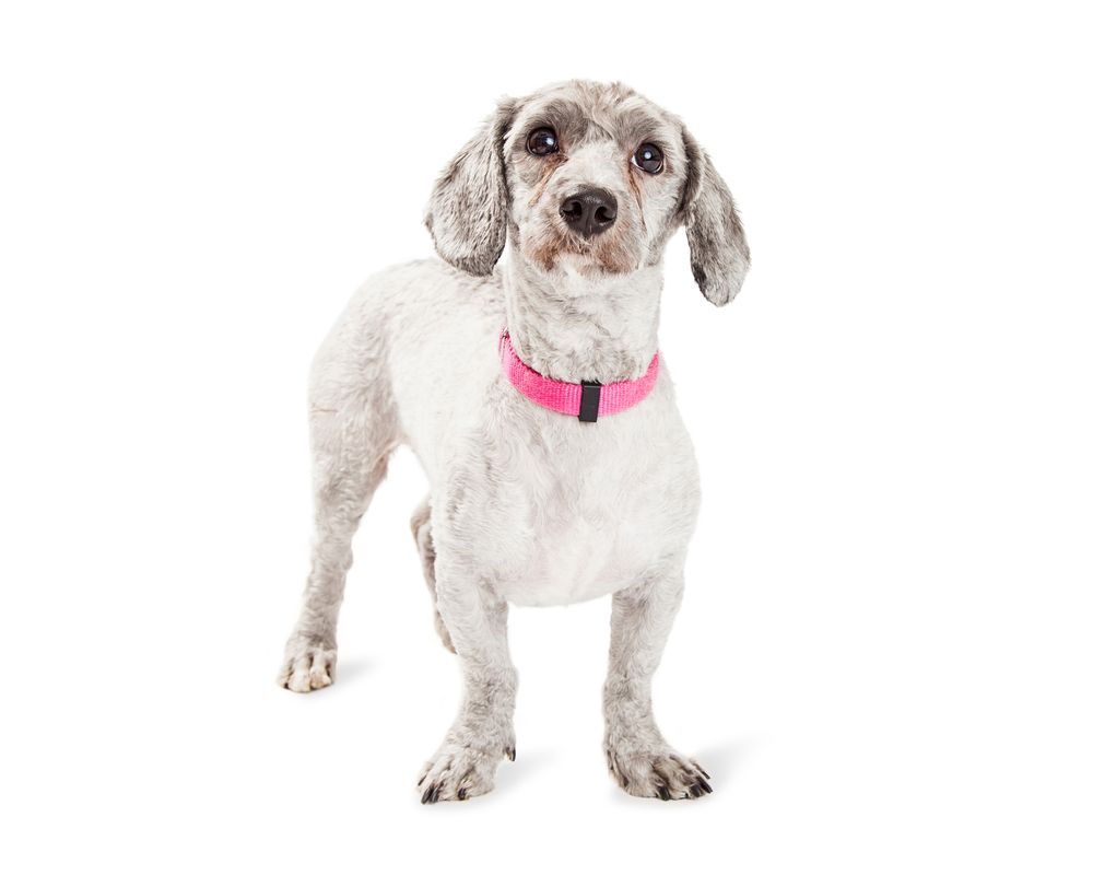 Doxiepoo dog