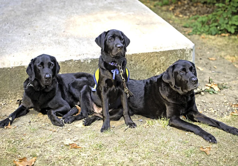 labrador service dogs