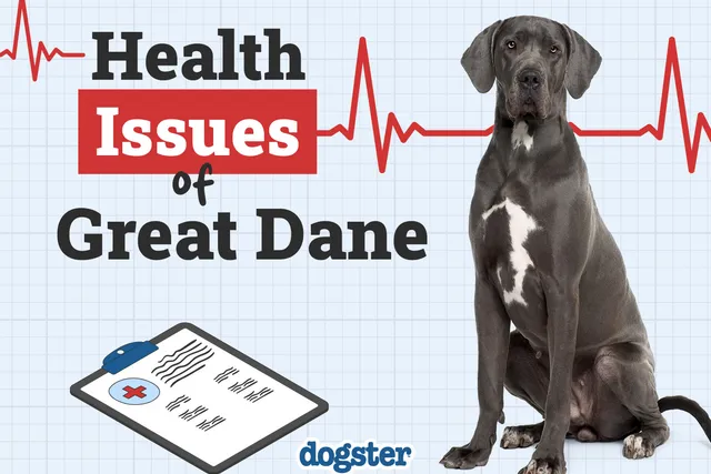 Great Dane Health Issues: 9 Common Problems to Watch For (Vet Answer)