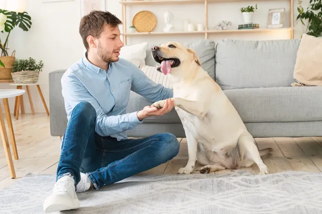 My Senior Dog Is Slipping on the Floor: 10 Vet-Approved Tips to Help