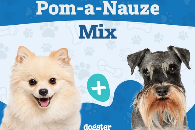 Pom-A-Nauze Dog Breed: Info, Pictures, Care Guide & More