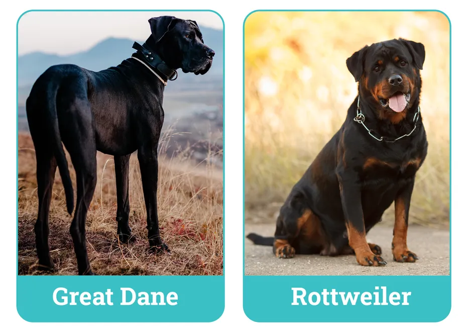 Great Dane vs Rottweiler