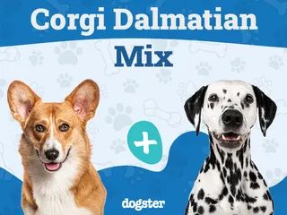 Corgi-Dalmatian (Dalmatian & Corgi Mix): Info, Pictures, Care & More
