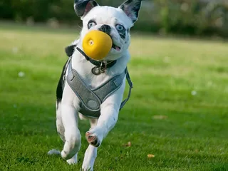 White Pug: Info, Pictures, Origin & History