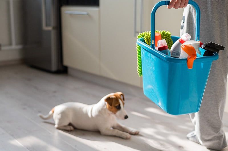 person doing home cleaning while dog is lying on the floor