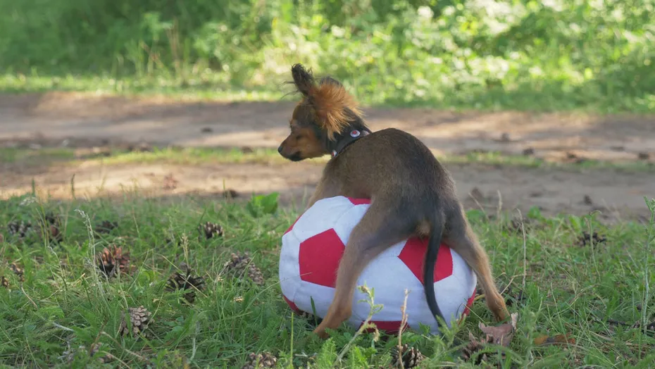dog humping its toy