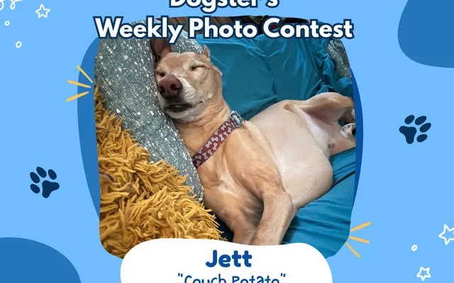 Dogster’s Weekly Photo Contest Winners: Couch Potato (August 31, 2026)