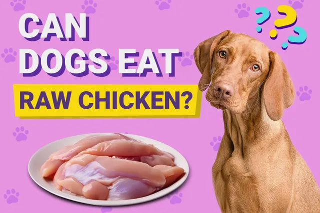Can Dogs Eat Raw Chicken? Vet-Verified Dietary Facts & FAQ