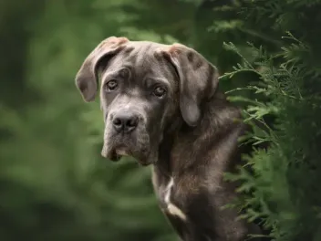 Blue Cane Corso: Info, Pictures, Origin & History