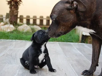 Why Do Dogs Lick Each Other's Mouths? Vet-Reviewed Canine Behavior