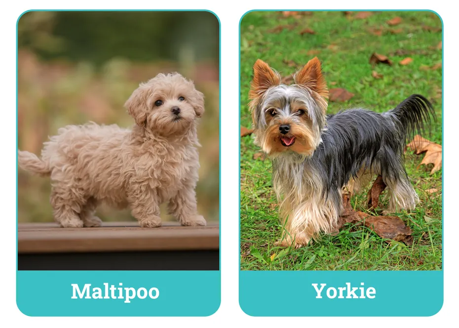 Maltipoo vs. Yorkie