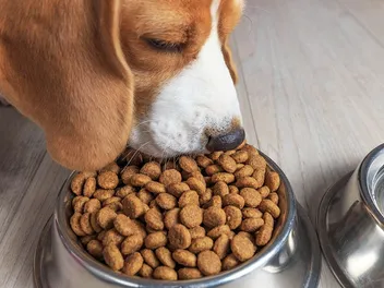 Which Dog Foods Have Never Been Recalled? 10 Popular Brands