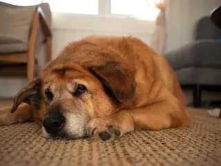 Autoimmune Disease in Dogs: Vet-Explained Signs, Causes, Care & FAQ