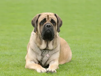 10 Wrinkly Dog Breeds: Info, Pictures & History