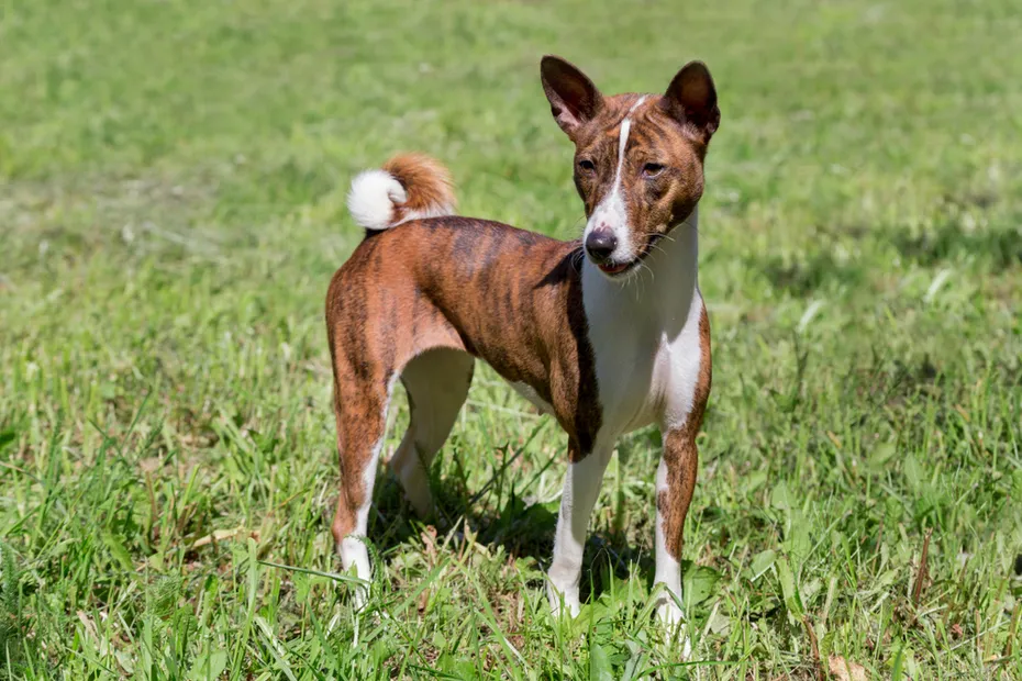 Cute brindle basenji puppy is standing on a green grass