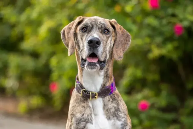 Can a Great Dane Be a Service Dog? Facts & FAQ