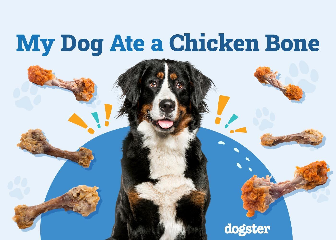 My Dog Ate a Chicken Bone