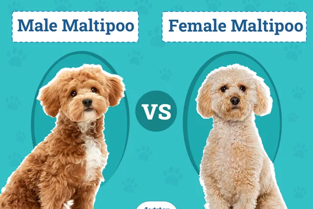 Male vs Female Maltipoo: Which One is Right for Me?